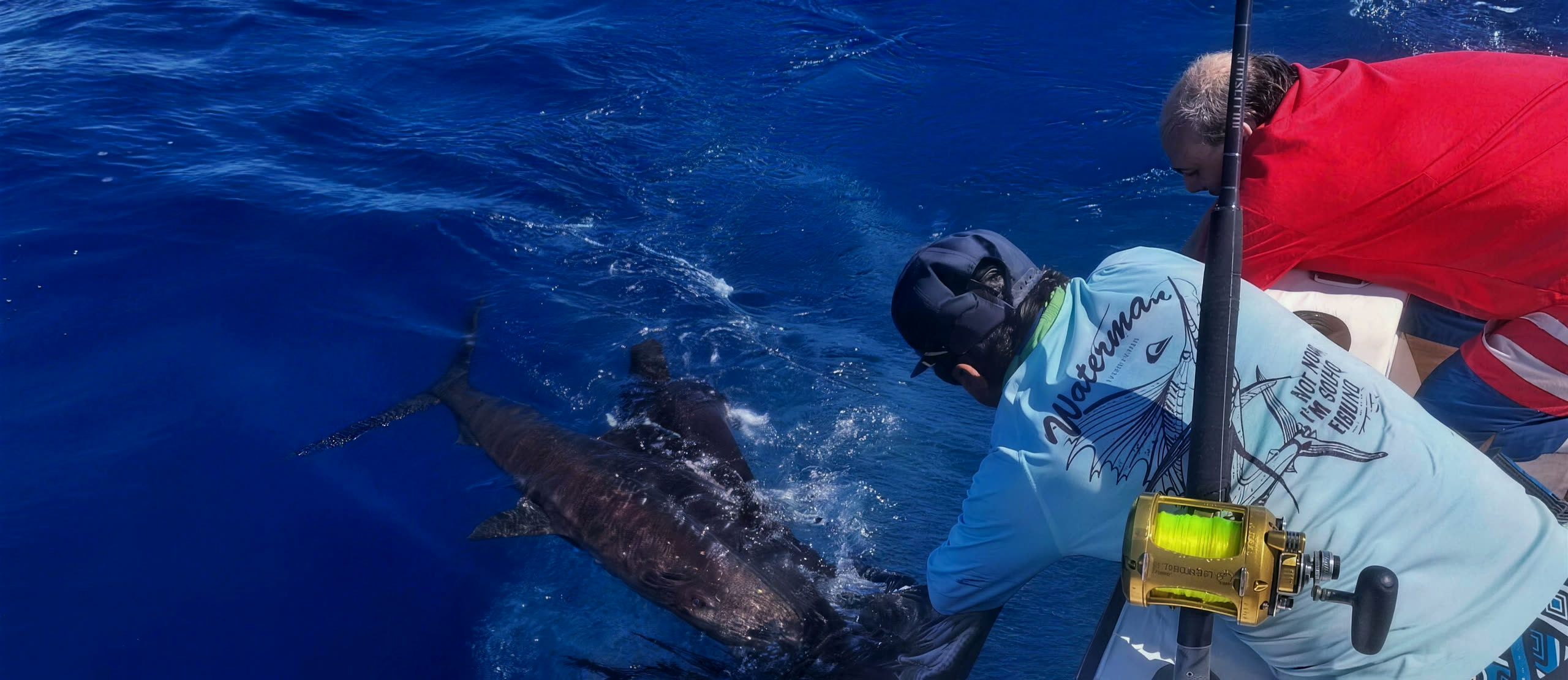 A marlin alongside the boat, held by the bill at the gunwale before release